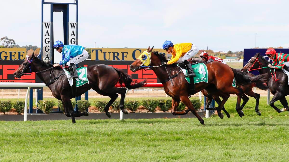 Jay Ford guides Ludovica to victory in the opening race on Wagga Gold Cup day. Picture by Les Smith