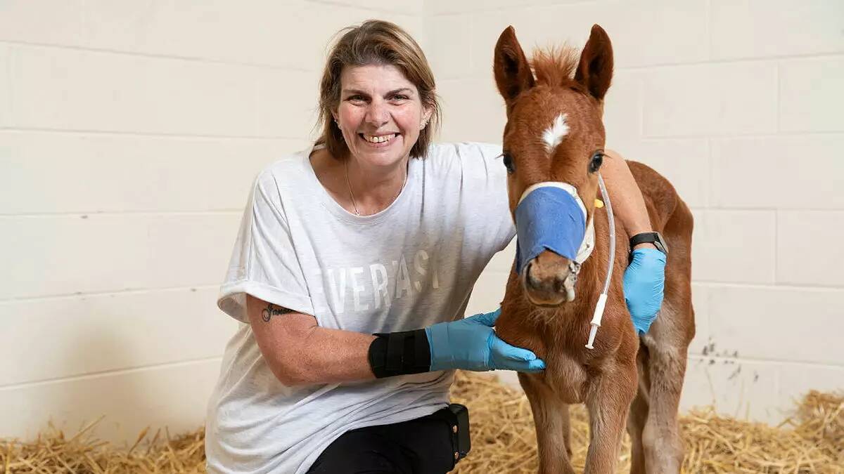 Tumut-based brumby re-homer Donna Pratt pictured with brumby foal Aussie at the Charles Sturt University veterinary clinical centre in December 2023. File picture