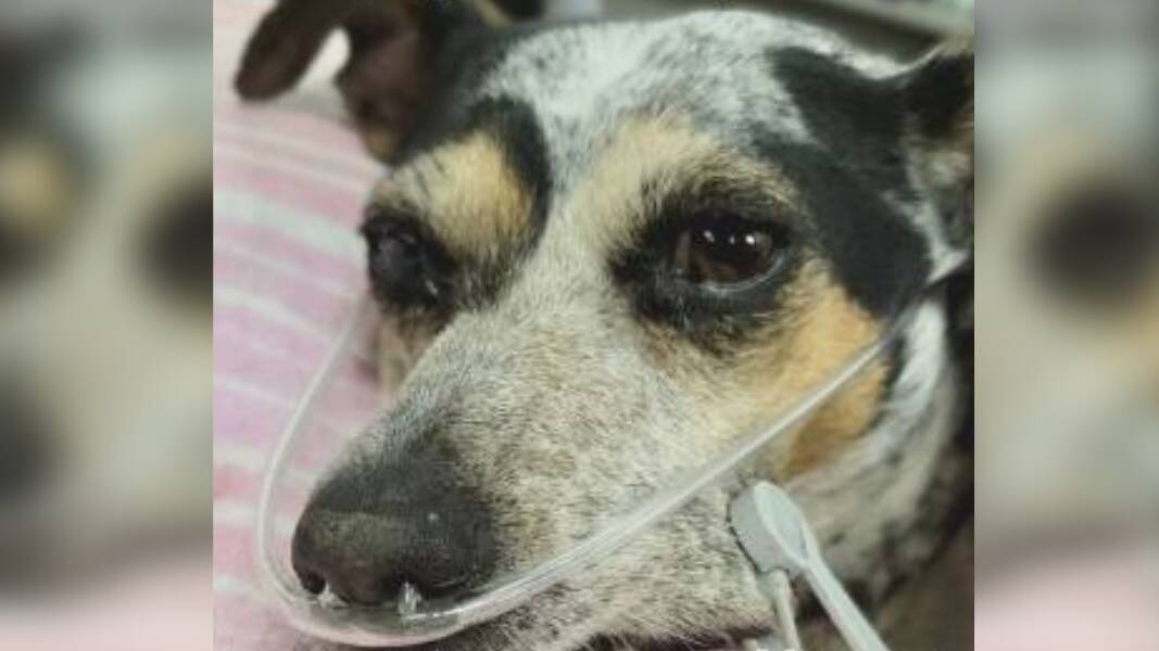 Indi the Jack Russell who died on July 10 after being attacked by two large dogs. Picture via Facebook