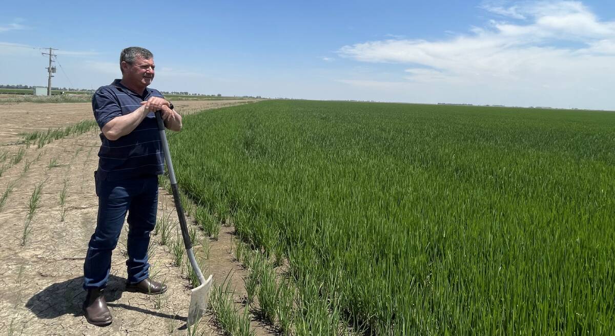 MIA farmer Glen Andreazza peers over his 30 hectare irrigated rice crop. He believes it's time to talk about making the Riverina a separate state after rallies against the water amendment bill 'went unheard by those in power'. Picture by Allan Wilson 