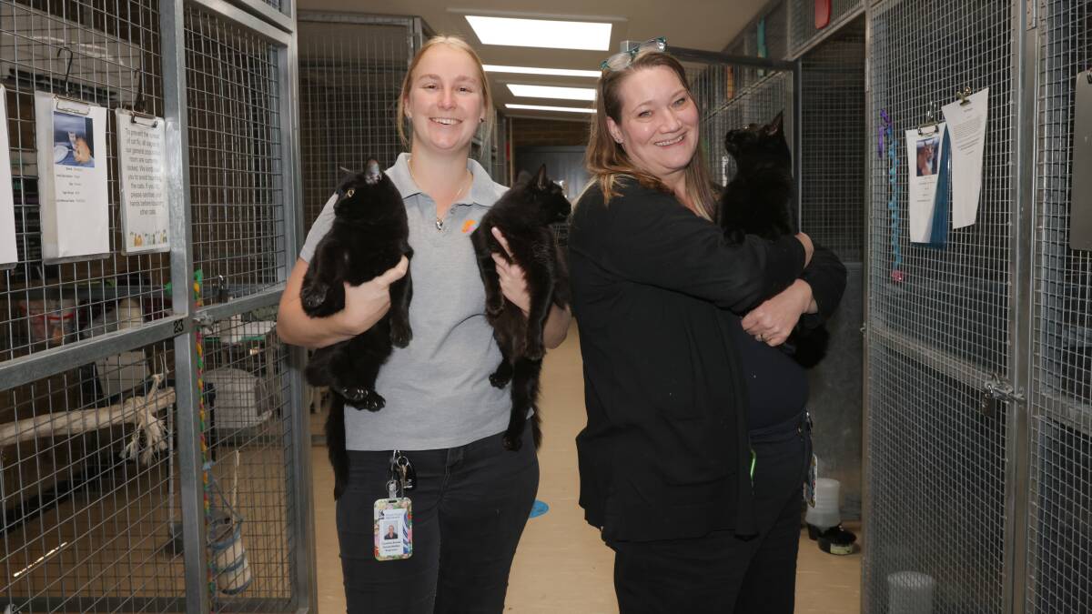 Glenfield Road Animal Shelter has five black cats up for adoption, bad luck not included. Picture by Tom Dennis