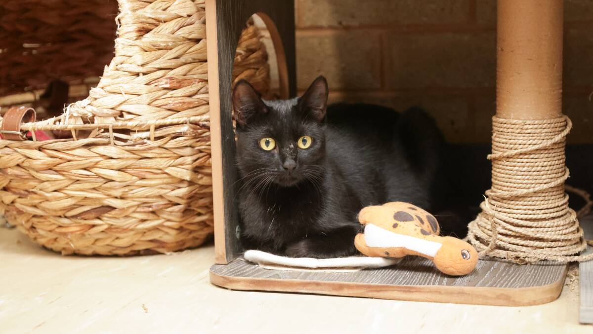 Glenfield Road Animal Shelter has adopted out 343 black cats since 2019. Picture by Tom Dennis