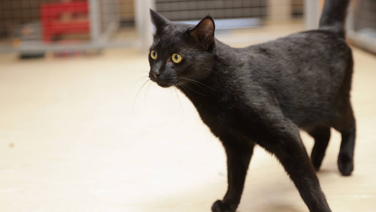 People often overlook black cats because they associate them with bad luck. Picture by Tom Dennis
