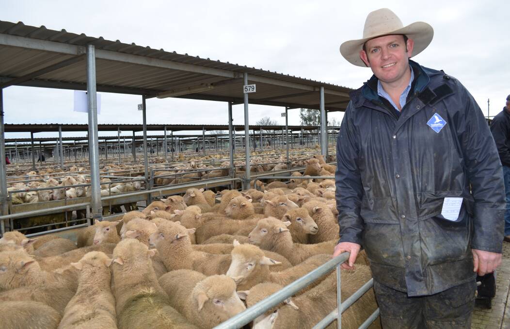Riverina Livestock Agents (RLA) auctioneer Tim Drum is pictured with a pen of suckers which made $145 at the Wagga market. The lambs were sold by Brunsdon Pastoral Company, Big Springs, Wagga. Picture: Nikki Reynolds 