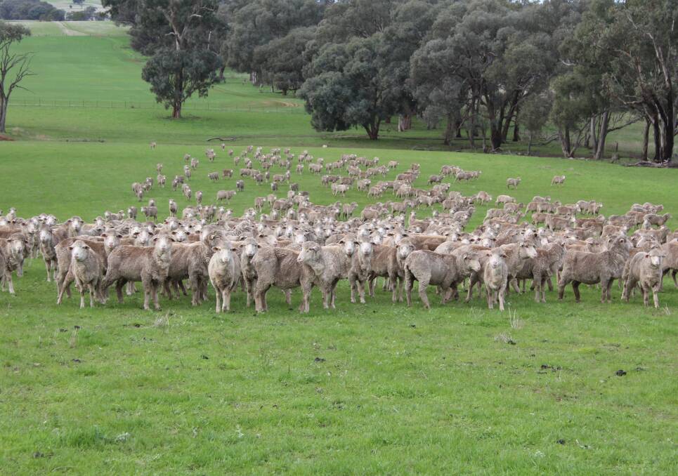 FUTURE FOCUS: Mixed age Merino ewes graze on Paul Cocking's Mangoplah property. 