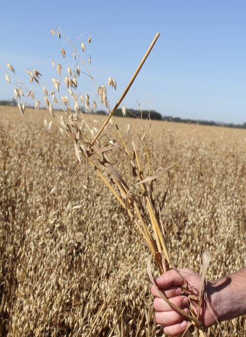 An oat crop near Wagga.