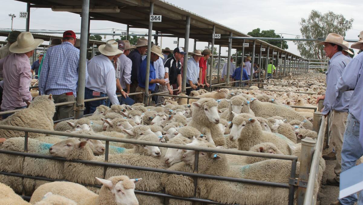 MARKET DRIVERS: Buyers, livestock agents and vendors are pictured at the Wagga Livestock Marketing Centre. 