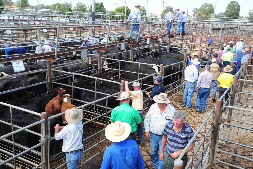 IN THE BOX SEAT: Buyers, livestock agents and vendors are pictured at the Wagga sale. Picture: Kieren L Tilly 