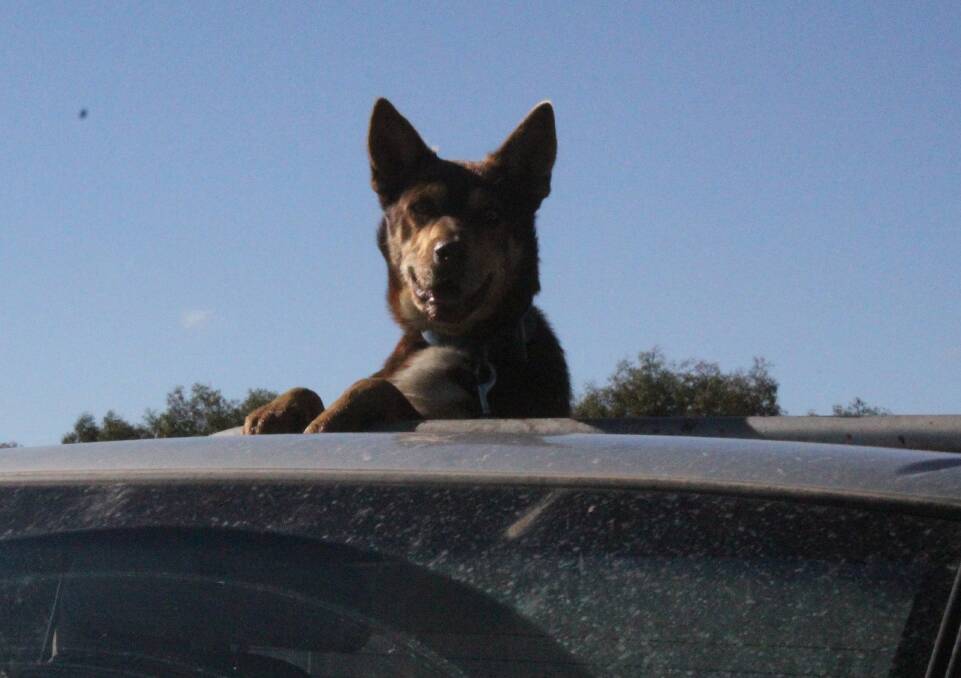 RIDING HIGH: Trigger the kelpie rides around "Nunlong", in southern NSW on the back of the ute. 