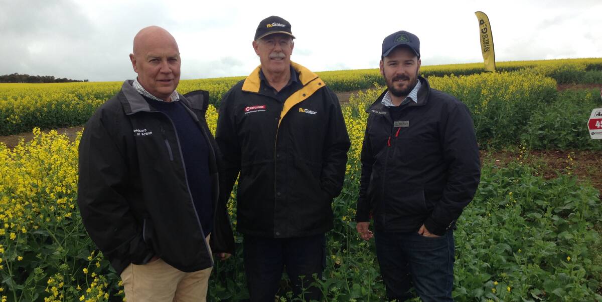 OIL SEED OPPORTUNITY: Russell Belling, Seedcorp Wagga with John Patterson and Clint Rogers, DuPont Pioneer canola product manager are pictured at the canola field day at Marrar in southern NSW.