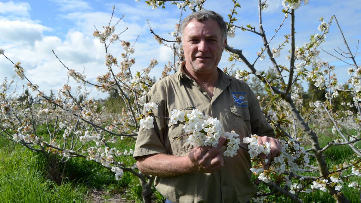 GROWING PROBLEM: NSW Cherry Growers Association vice president and Young cherry farmer Scott Copeland. 