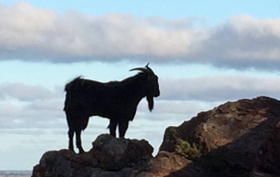 NUISANCE: Feral goats living on Griffith's Scenic Hill are causing problems.