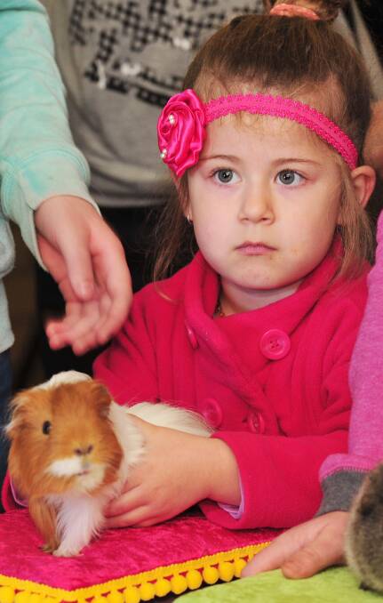 MESMERISED: Something captures the attention of Trinity Cabot, 4, and her cavy, Kurty, at the Capital Country Cavy Club show in Wagga. Picture: Kieren L Tilly