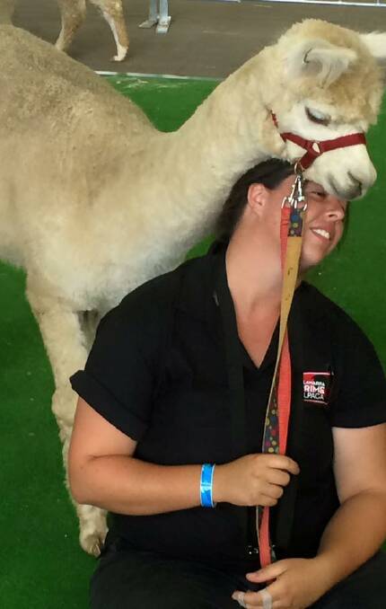 NEW ATTRACTION: Katie Thomas with one of her alpacas, which will be making their way to the Wagga Show for the first time this year.