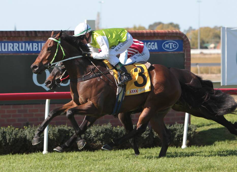 ONE TO WATCH: The Gary Colvin-trained Snippet Of Gold will return from a spell in the last race at Murrumbidgee Turf Club on Monday. Picture: Les Smith