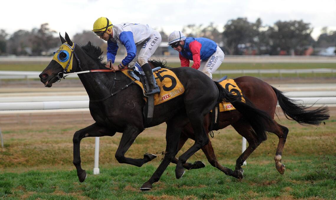 WAGGA'S HOPE: Gentleman Max will have a second crack at the Snake Gully Cup on Friday.