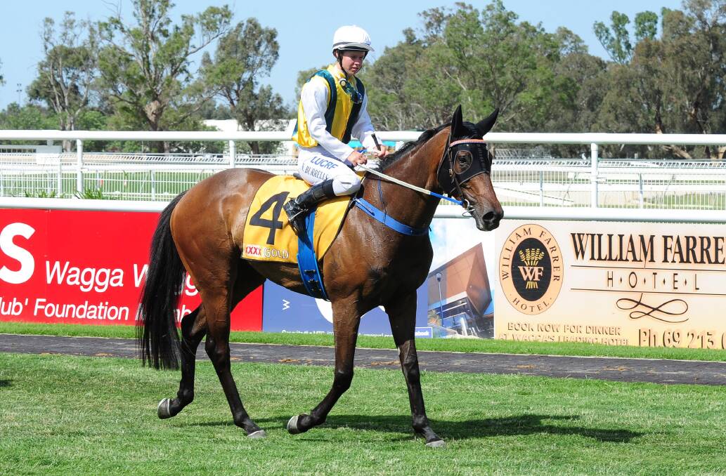 BIG PRICE: The Daily Advertiser sports editor Matt Malone is tipping Man Of Peace to win the Wagga Whirlwind on Thursday. Picture: Kieren L Tilly