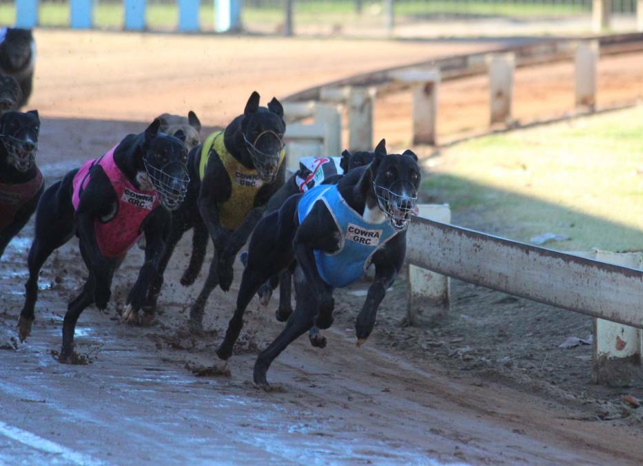 BIG CHANCE: Charlie's Chance winning at Cowra last year. Jack Roy believes the dog is the best of their chances at Wagga on Friday night. Picture: The Cowra Guardian