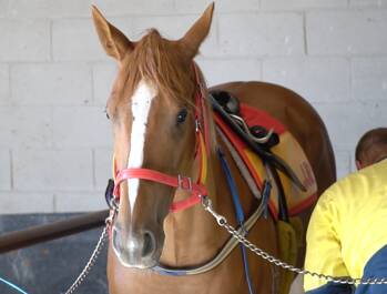 BIG FOLLOWING: Unraced two-year-old filly Four Beers Please will make her highly-anticipated debut at Murrumbidgee Turf Club on Friday.