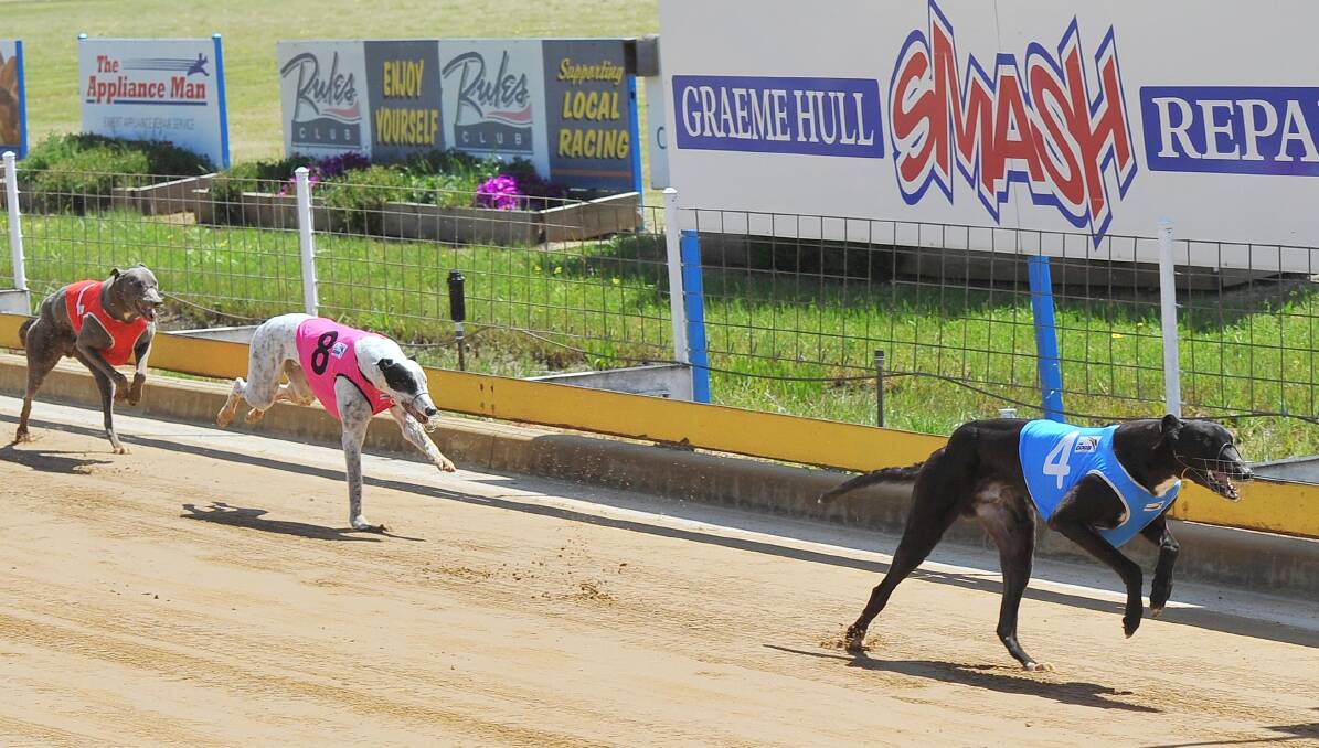 NEVER IN DOUBT: Fursty Ferret races away to claim victory in the Graeme Hull Smash Repairs Stakes (400m) on Friday. Picture: Kieren L Tilly