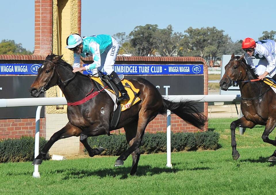 FINALIST: High Opinion winning at Wagga earlier this year.