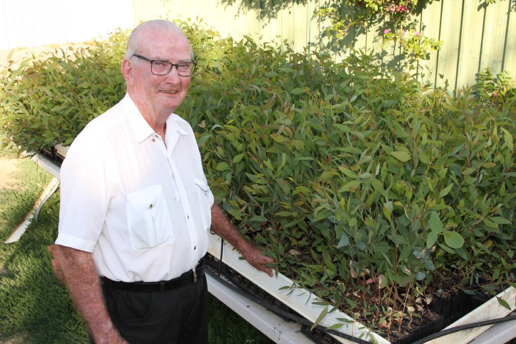 GROWTH: Retired Wagga priest Fr Jim McGee has propagated a tree discovered by and named for the diocese's first bishop, Joseph Dwyer, for the centenary.