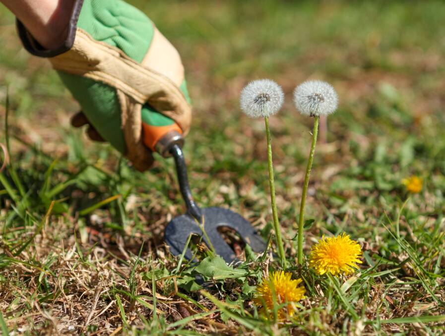When in doubt, dig it out: The tried and true method for removing weeds is to physically remove them, roots and all.