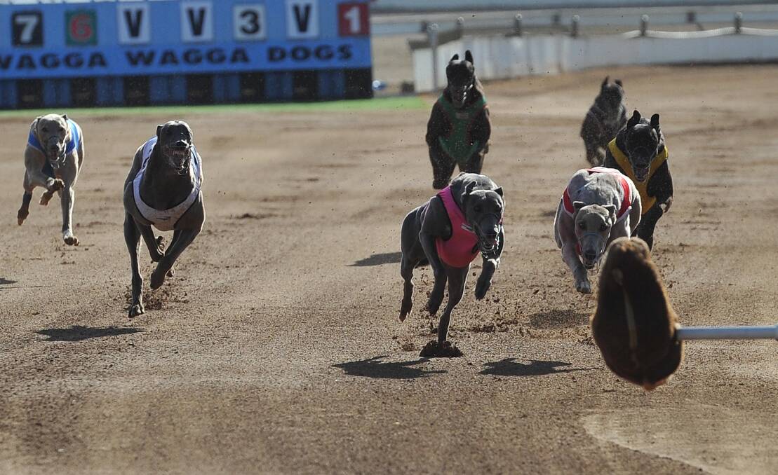 Greyhound racing under scope
