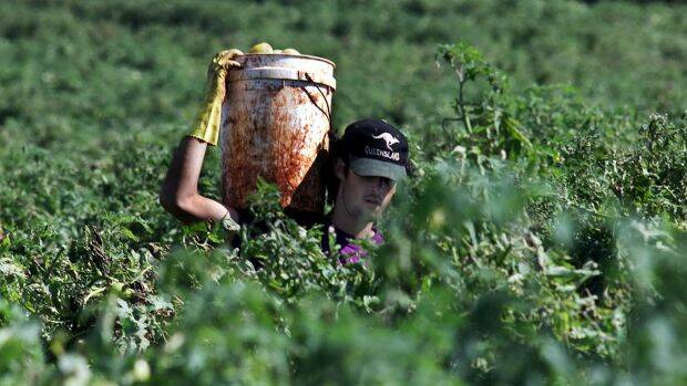 A backpacker carries a bucket of tomatoes in Childers, north of Brisbane, Australia. Photo: Rob Griffith
