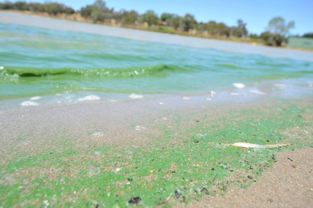 RECURRING NIGHTMARE:  Lake Albert is highly susceptible to algal blooms, yet the council are yet to find a way to prevent future outbreaks. Picture: Michael Frogley
