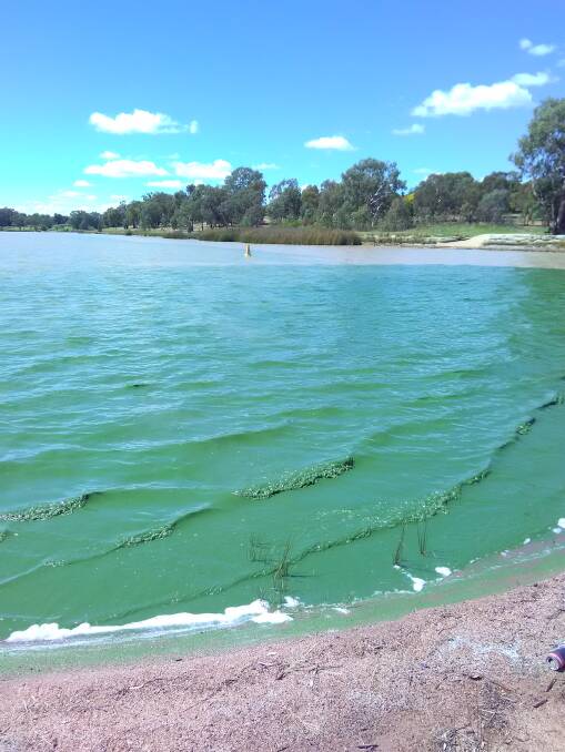 Blue-green algae on Lake Albert worsens | Photos, Video