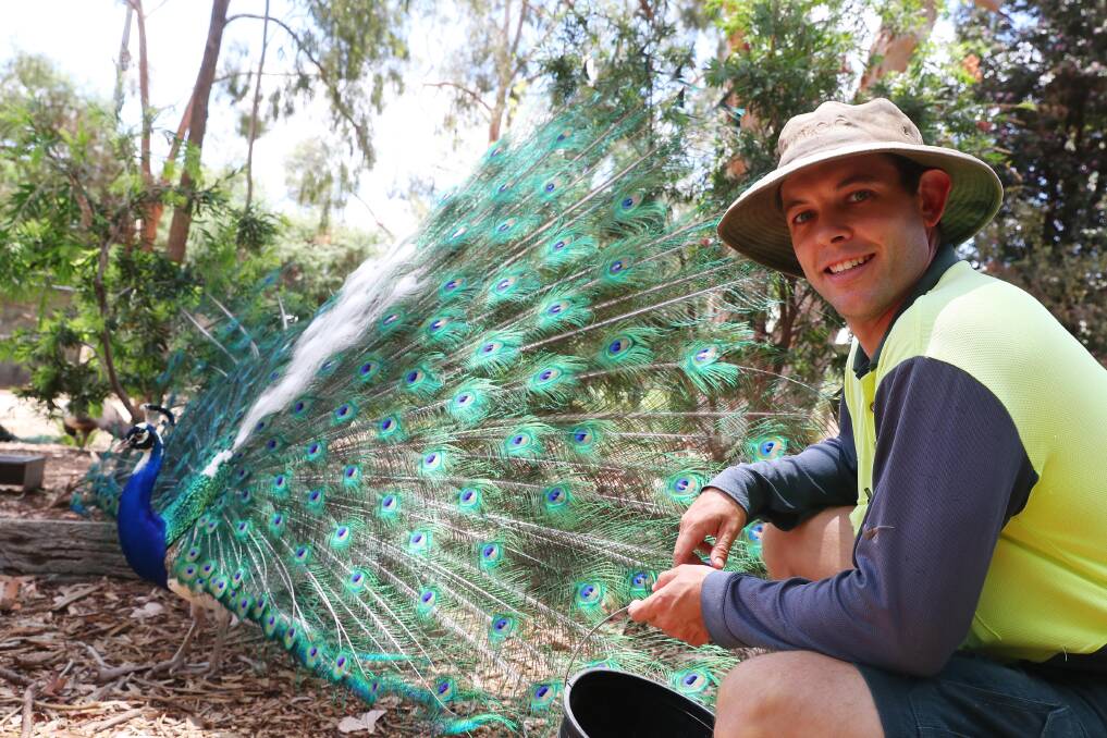 COLOURFUL CREATURES: Wagga's Botanic Gardens Zoo is looking to rehome four stunning peacocks to loving homes ahead of Christmas. Picture: Emma Hillier