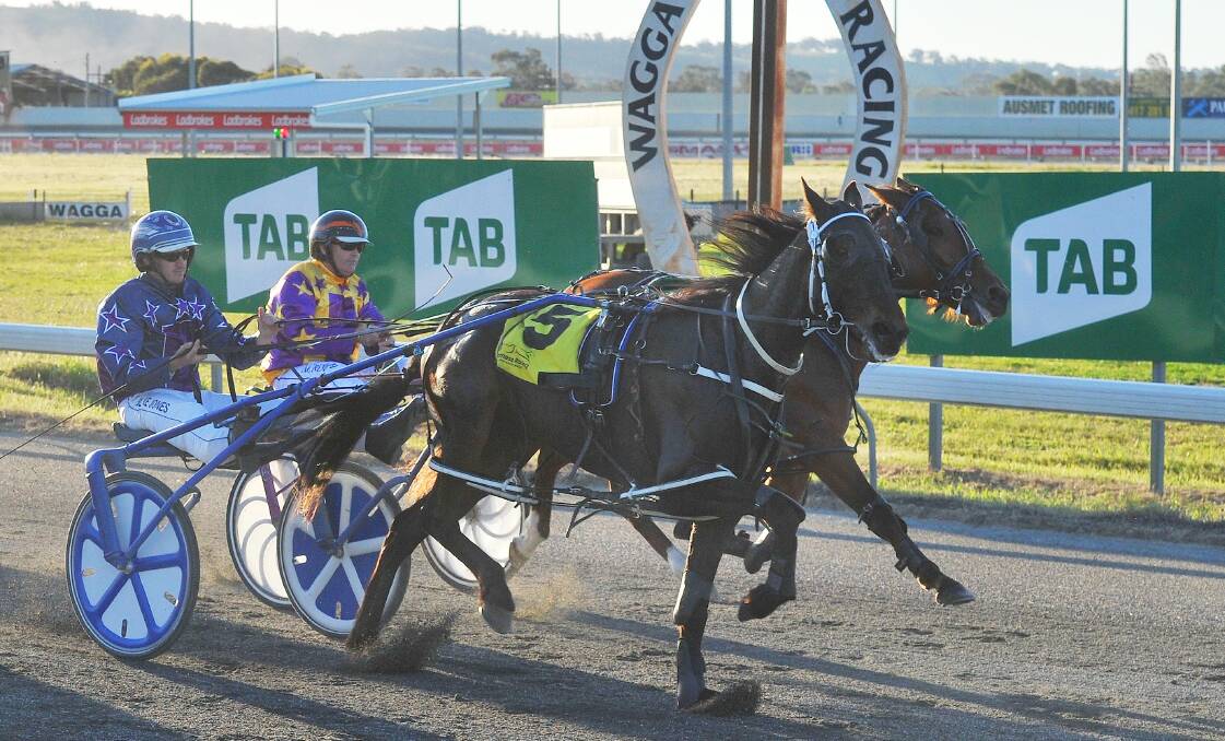 CLOSE CALL: Our Pepperjack runs past Gotta Bewitched to win a Menangle Country Series race at Wagga on Friday. Picture: Kieren L Tilly
