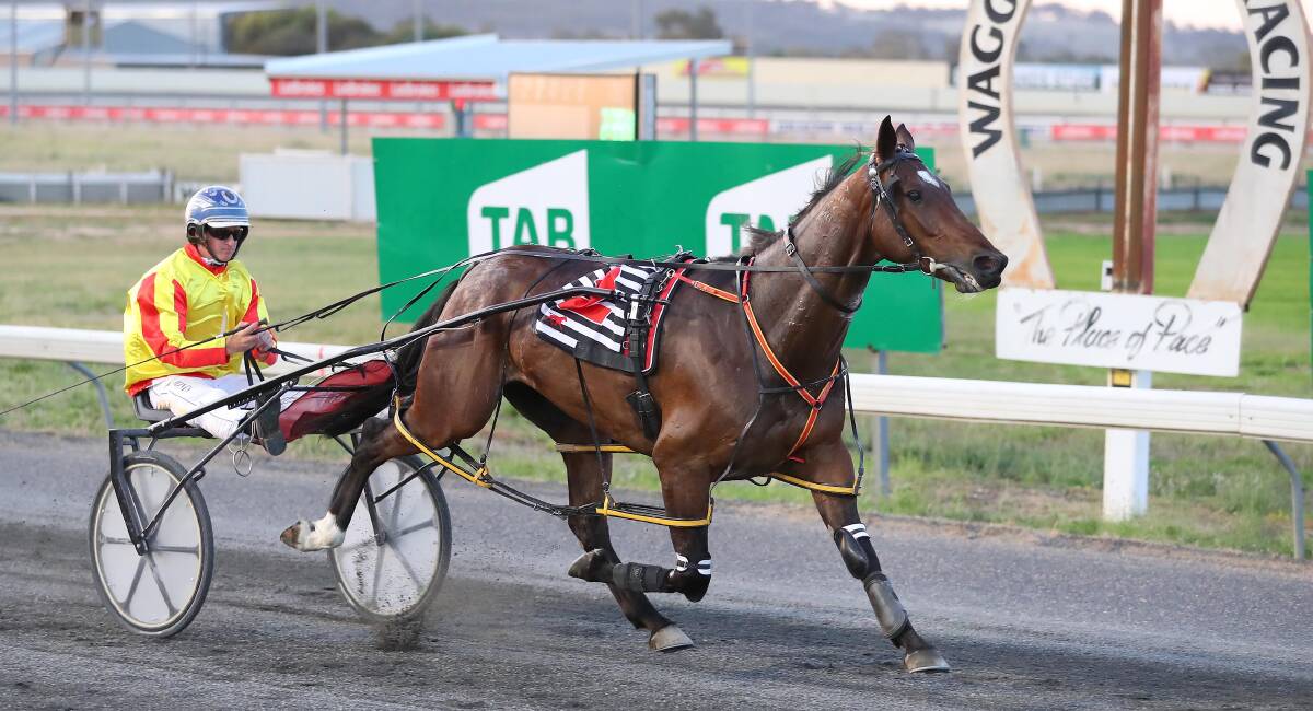 ANOTHER BIG WIN: Onthestraitenarrow made it five wins in seven starts since joining the stable of Leeton trainer Chris Hughes in the Christmas Cup on Saturday night. Picture: Kieren L Tilly