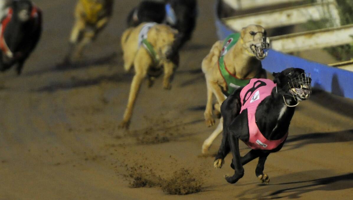 BOUNDING AWAY: Morello storms ahead of the chasing to win the first race at the Wagga greyhounds meeting on Friday night. Picture: Les Smith