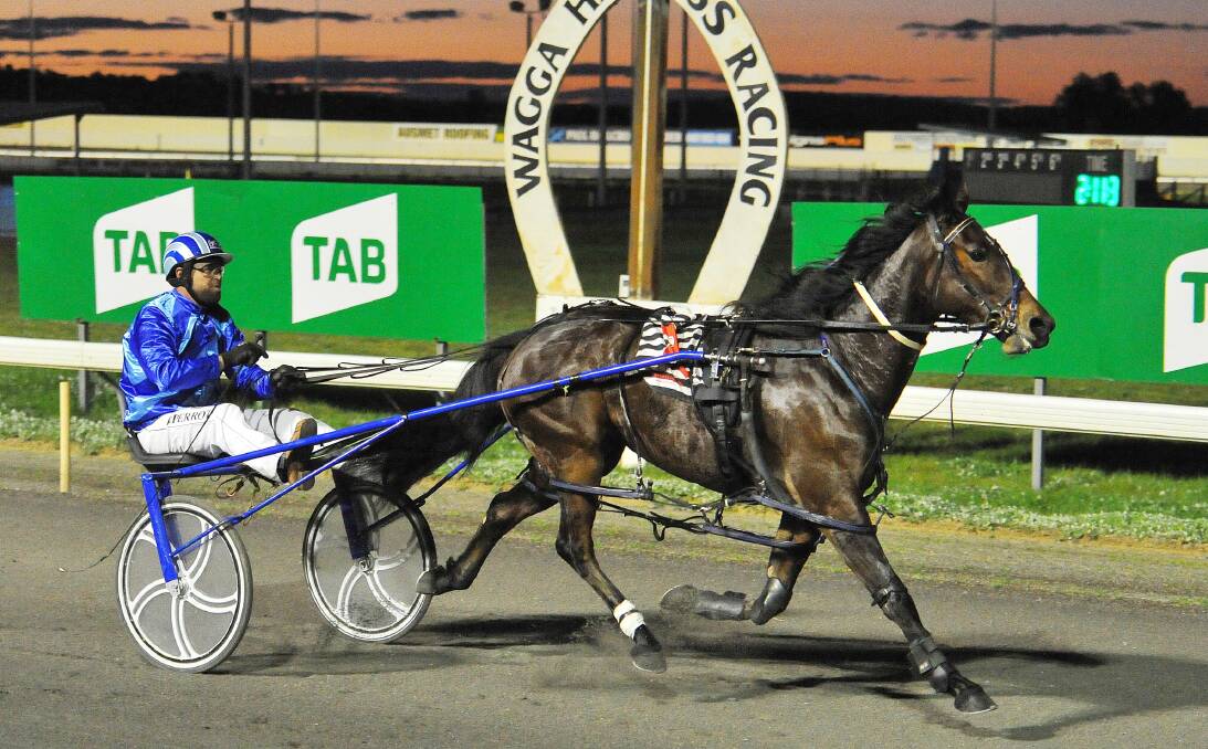 POWERFUL EFFORT: Mandalay Rose cruises to victory for trainer-driver Daryll Perrot at Wagga on Friday night before pulling up with a leg injury. Picture: Kieren L Tilly