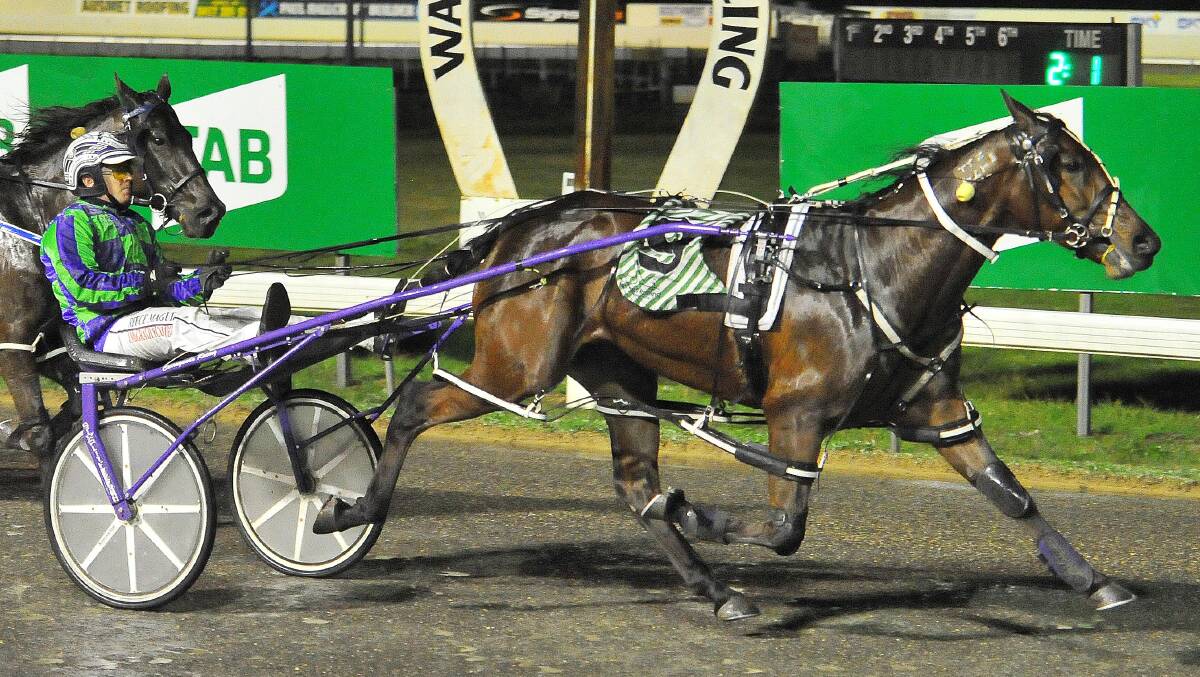 LAST HURRAH: Drive The Dream will have her last run for the Maguire stable when she resumes from a break at Wagga on Tuesday night. Picture: Kieren L Tilly