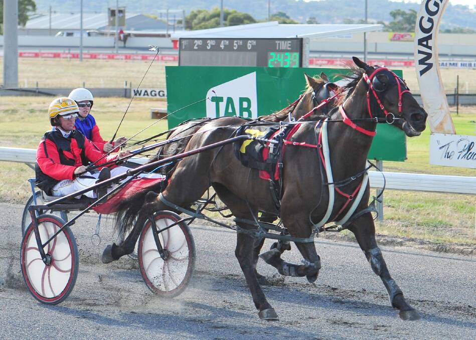 START OF SOMETHING: Cameron Hart takes Sammysluck over the line for his first of two wins at Wagga on Tuesday night. Picture: Kieren L Tilly