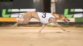 Wagga owners set for Topgun