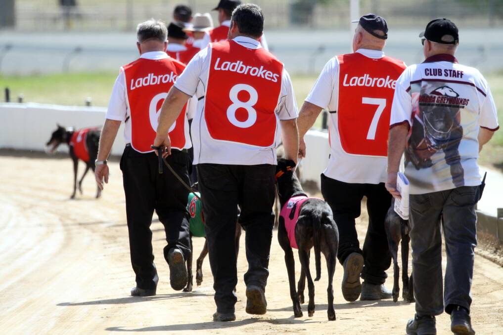ON THE WAY: Greyhounds head off to the boxes at Wagga on Friday. Picture: John Gray