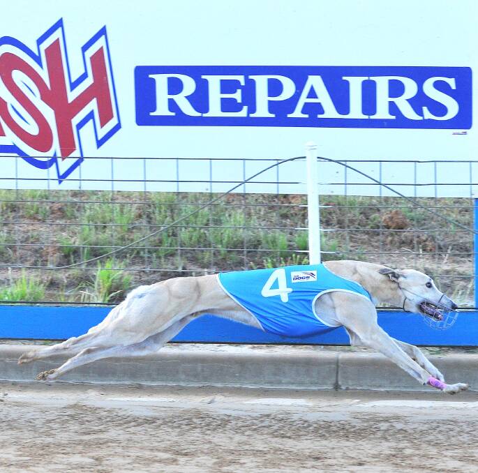 FINAL DRIVE: Blackwood Farm stretches to the line before taking out the first of the Wagga To Canberra heats (400m) at Wagga on Friday night for Young trainer Gordon Herbert. Picture: Kieren L Tilly