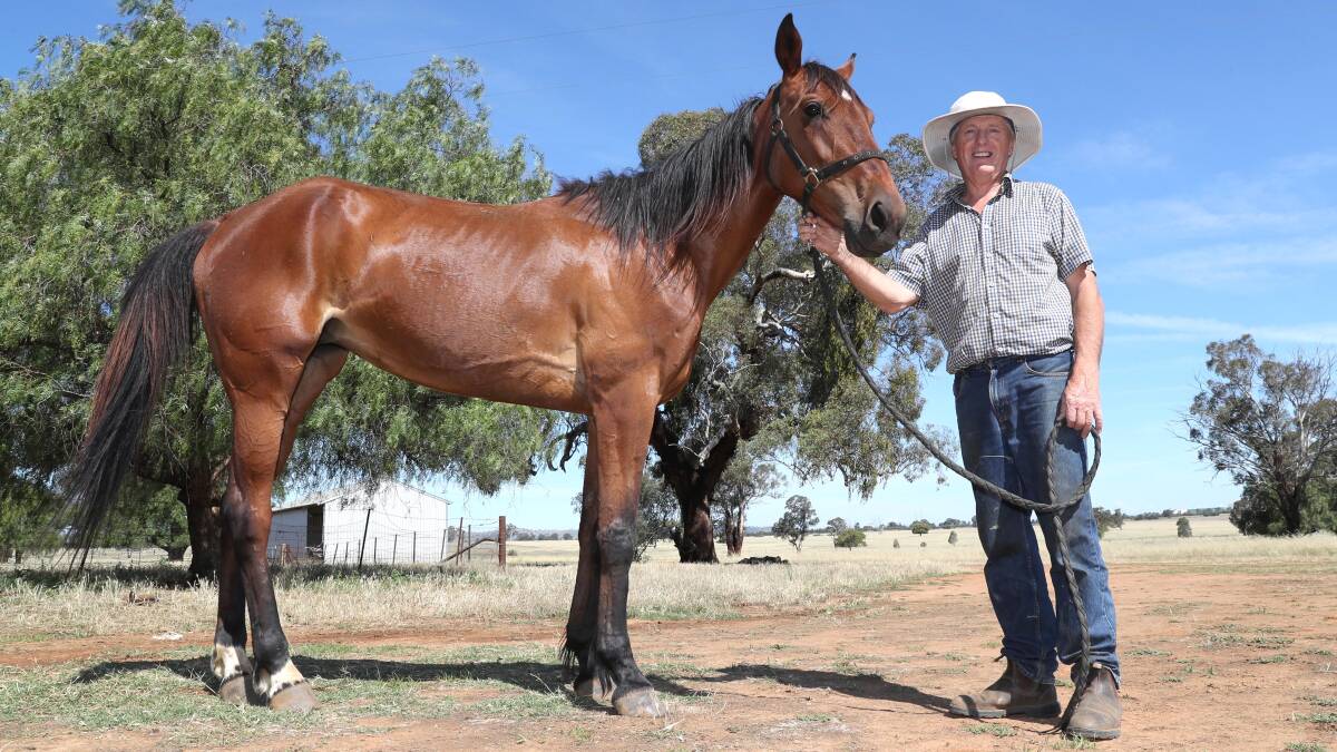 ONE OF MANY CHANCES: Brucedale trainer David Druitt is hoping the tempo will suit Eleven PM at Wagga on Tuesday. She is one of his six runners on the card. Picture: Les Smith