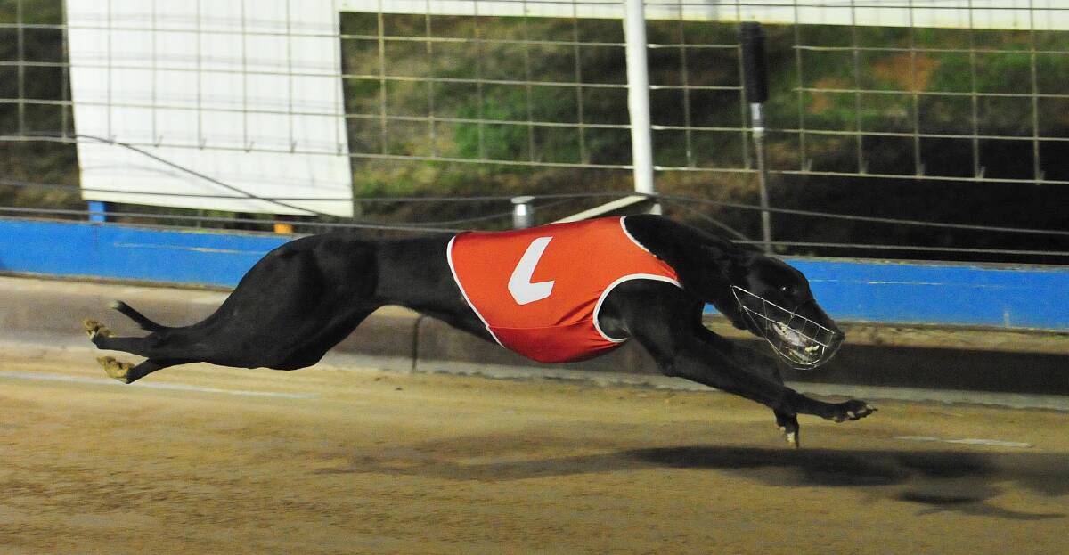 STRETCHING OUT: Yvonne's Delight glides to her first win at start two for trainer David Cox at Wagga on Friday night. Picture: Kieren L Tilly