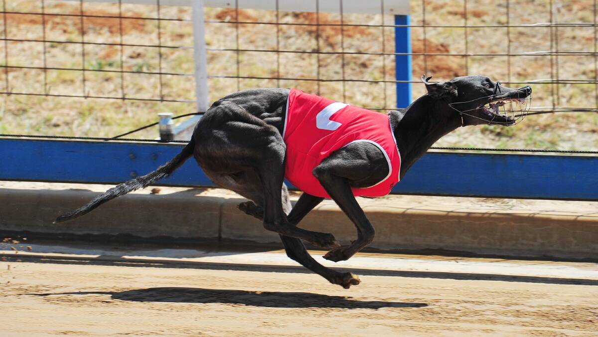 SMASHING WIN: Penguin Man ran away from his rivals to take out the opening race at Wagga on Friday to make it three wins from three starts. Picture: Kieren L Tilly