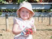 Two-year-old Charlotte Bennett spent her Good Friday picking strawberries in Wagga. Picture by Tom Dennis 