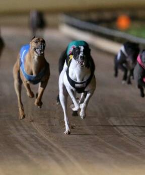Authorities must act now or greyhounds will go to the dogs