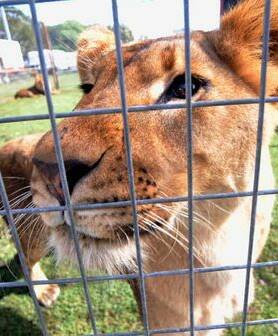 Time to end the circus of cruelty and outlaw exotic animals