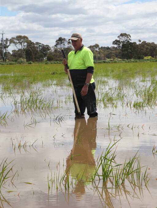 WATER WORLD: Riverina farmer Mark Chinnery stands in a submerged paddock of oats. Picture: Anthony Stipo