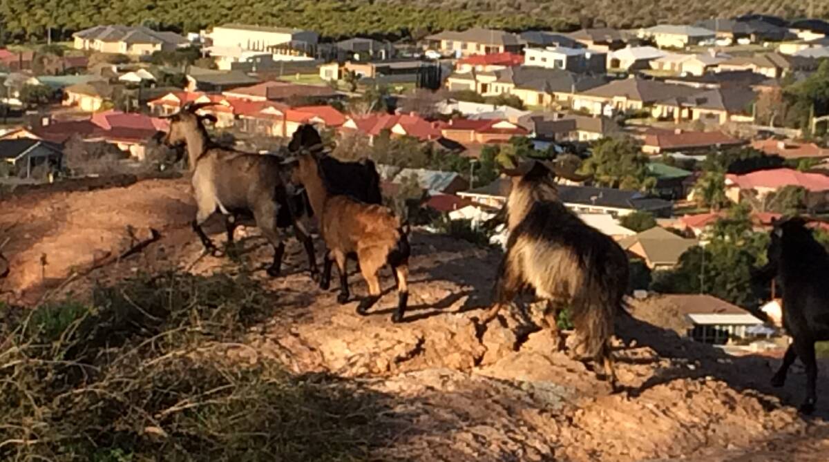 ON THE MARCH: Some of the feral goats that are terrorising one of Griffith's most well-heeled suburbs.