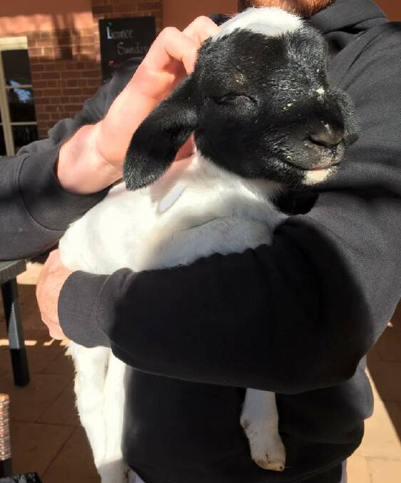 SAD END: Hamoosh the lamb, which was beheaded in an horrific attack in Junee last week.